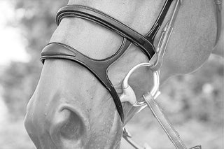 Nosebands